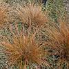 Carex buchananii Pot 9 cm