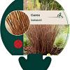 Carex buchananii Pot 9 cm