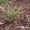 Carex morrowii Pot 9 cm