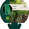 Carex morrowii Pot 9 cm
