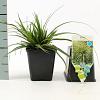 Carex morrowii Pot 9 cm