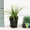 Carex morrowii 'Variegata' Pot 9 cm