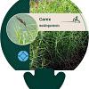 Carex muskingumensis Pot 9 cm