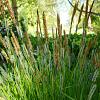 Carex muskingumensis Pot 9 cm