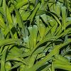 Carex plantaginea Pot 9 cm