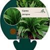 Carex plantaginea Pot 9 cm