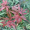 Acer pal. 'Jerre Schwartz' Pot 18 liter 100 - 125 cm