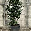 Camelia j.  'Perfection White' Pot 30 Liter 100 - 125 cm