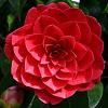 Camellia 'Black Lace' Pot 30 Liter 100 - 125 cm