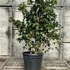 Camellia 'Black Lace' Pot 30 Liter 100 - 125 cm