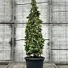 Carpinus bet. 'Fast. Monument' Pot 35 Liter 125 - 150 cm