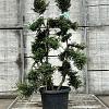 Ilex crenata 'Kimmei' Pot 25 Liter Bonsai