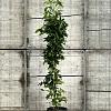 Liquidambar s. 'SlenderSilhouette' Pot 10 liter 100 - 125 cm