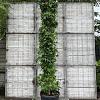 Liquidambar s. 'SlenderSilhouette' Pot 110 liter 400 - 450 cm