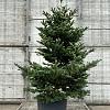 Abies koreana Pot 70 Liter 150 - 175 cm