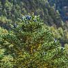 Abies koreana Pot 70 Liter 150 - 175 cm