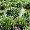 Carex sylvatica Pot 9 cm