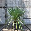 Yucca gloriosa Pot 30 Liter 125 - 150 cm