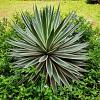 Yucca gloriosa Pot 30 Liter 125 - 150 cm
