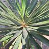Yucca gloriosa Pot 30 Liter 125 - 150 cm