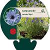 Catananche caerulea 'Major' Pot 9 cm