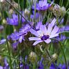 Catananche caerulea 'Major' Pot 9 cm