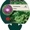 Centaurea dealbata Pot 9 cm