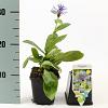 Centaurea montana Pot 9 cm