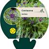Centaurea montana Pot 9 cm