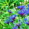 Centaurea montana Pot 9 cm