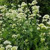 Centranthus ruber 'Albus' Pot 9 cm