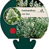 Centranthus ruber 'Albus' Pot 9 cm