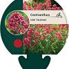 Centranthus ruber 'Coccineus' Pot 9 cm