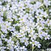 Cerastium tomentosum Pot 9 cm