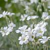 Cerastium tomentosum Pot 9 cm