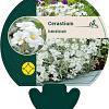 Cerastium tomentosum Pot 9 cm