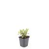 Ceratostigma plumbaginoides Pot 9 cm