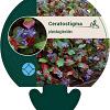 Ceratostigma plumbaginoides Pot 9 cm