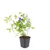 Ceratostigma plumbaginoides Pot 9 cm