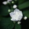 Philadelphus 'Snowbelle' Pot 5 Liter 