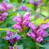 Chelone obliqua Pot 9 cm