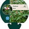 Chelone obliqua Pot 9 cm