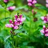 Chelone obliqua Pot 9 cm