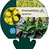 Chiastophyllum oppositifolium Pot 9 cm