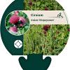 Cirsium rivulare 'Atropurpureum' Pot 9 cm