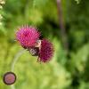 Cirsium rivulare 'Atropurpureum' Pot 9 cm