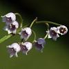 Convallaria maj. 'Rosea' Pot 9 cm
