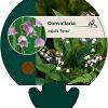 Convallaria maj. 'Rosea' Pot 9 cm