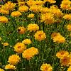 Coreopsis gr. 'Early Sunrise' Pot 9 cm