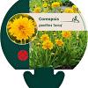 Coreopsis gr. 'Sunray' Pot 9 cm
